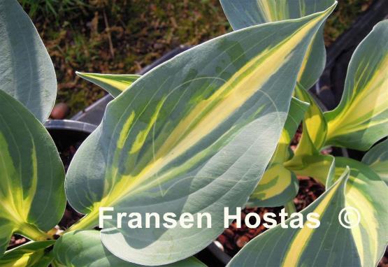 Hosta Party Popper - Fransen Hostas